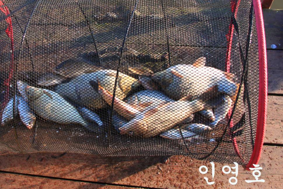 아침 안개 만정낚시터 (유료터정보 - 유료터조행기)