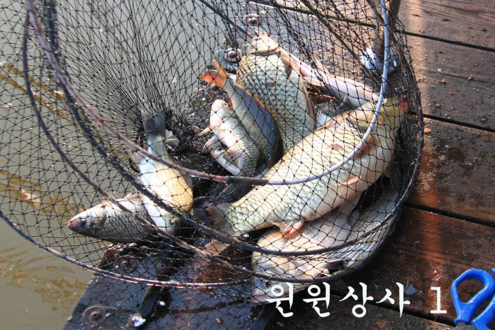 즐거운 추석 보내세요 만정낚시터 (유료터정보 - 유료터조행기)