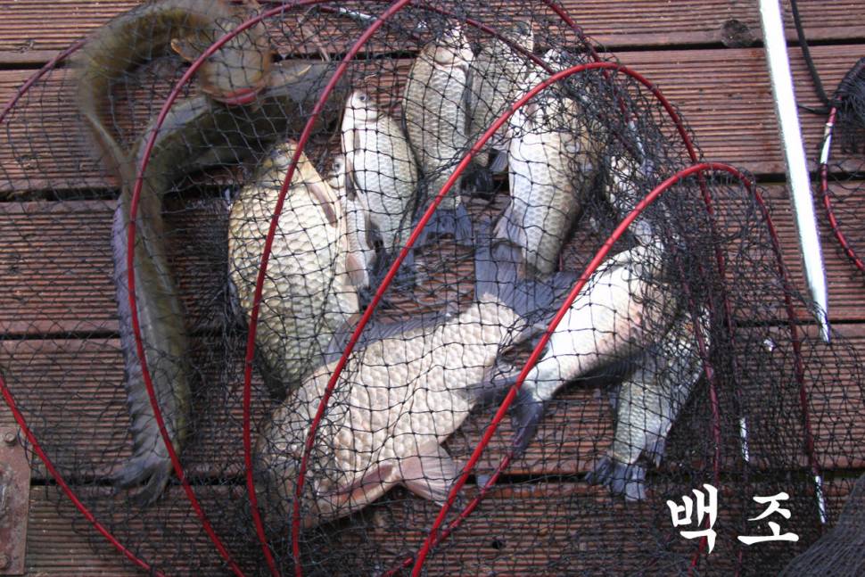 축하합니다 만정낚시터 (유료터정보 - 유료터조행기)