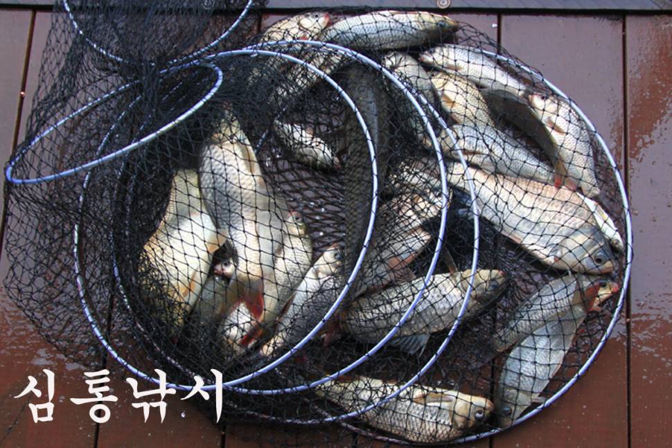 비바람 속에서도 만정낚시터 (유료터정보 - 유료터조행기)