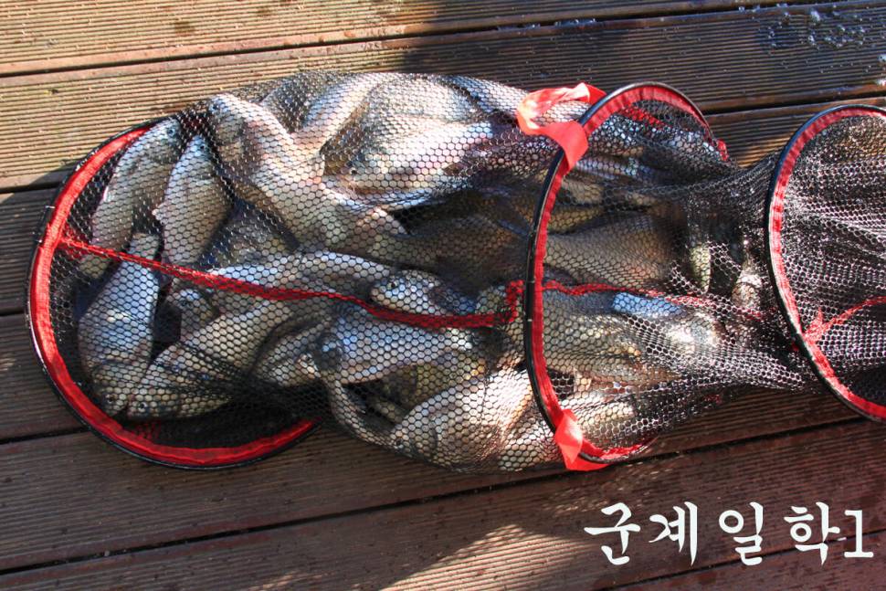 이번 주에도 대박 만정낚시터 (유료터정보 - 유료터조행기)