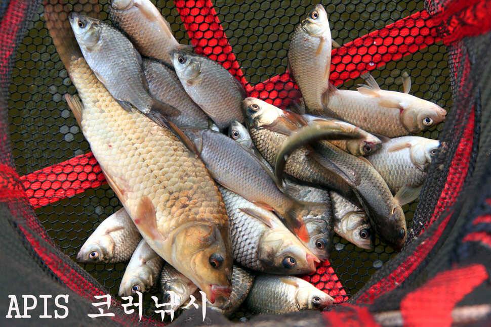 조황이 살아나나요 만정낚시터 (유료터정보 - 유료터조행기)