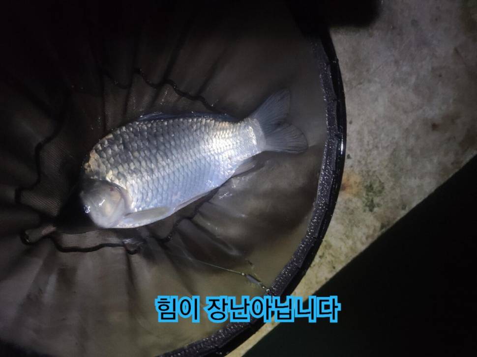 진우낚시터 밤낚시 (유료터정보 - 유료터조행기)