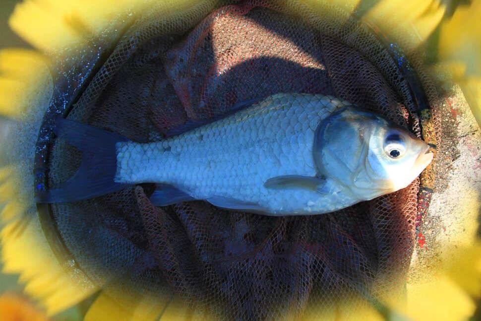 知魚知己 마둔낚시터 (유료터정보 - 유료터조행기)