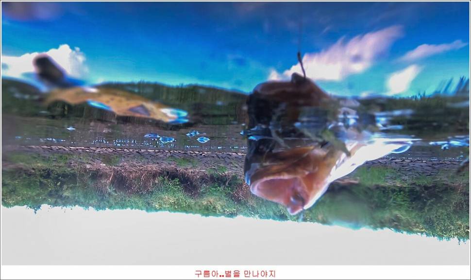 봉 낚시터 조행기 (유료터정보 - 유료터조행기)