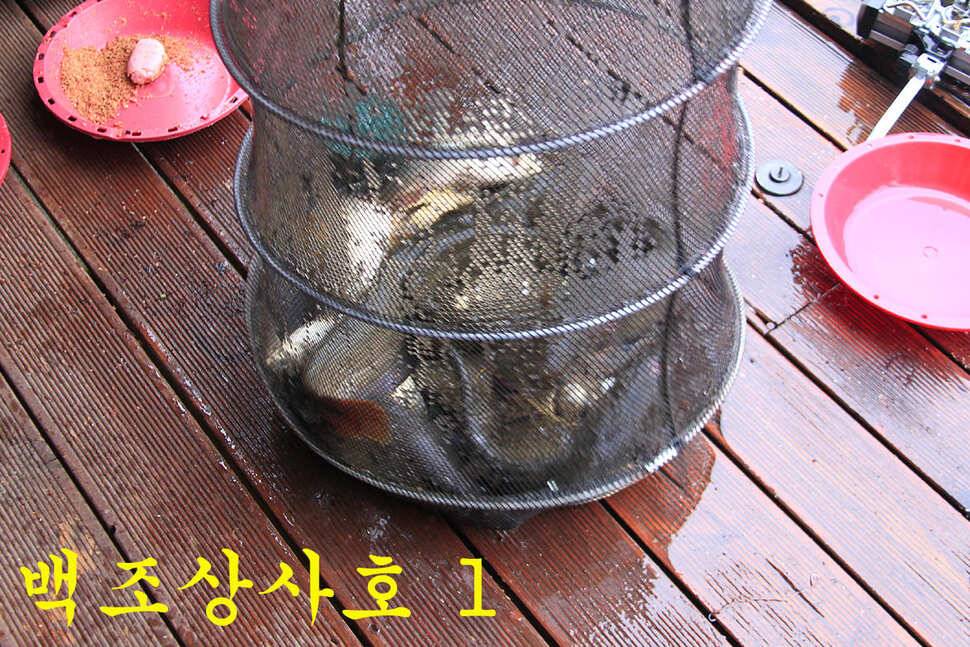 붕어들의 역습 만정낚시터 (유료터정보 - 유료터조행기)