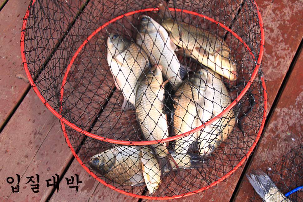 7월의 첫 일요일 만정낚시터 (유료터정보 - 유료터조행기)