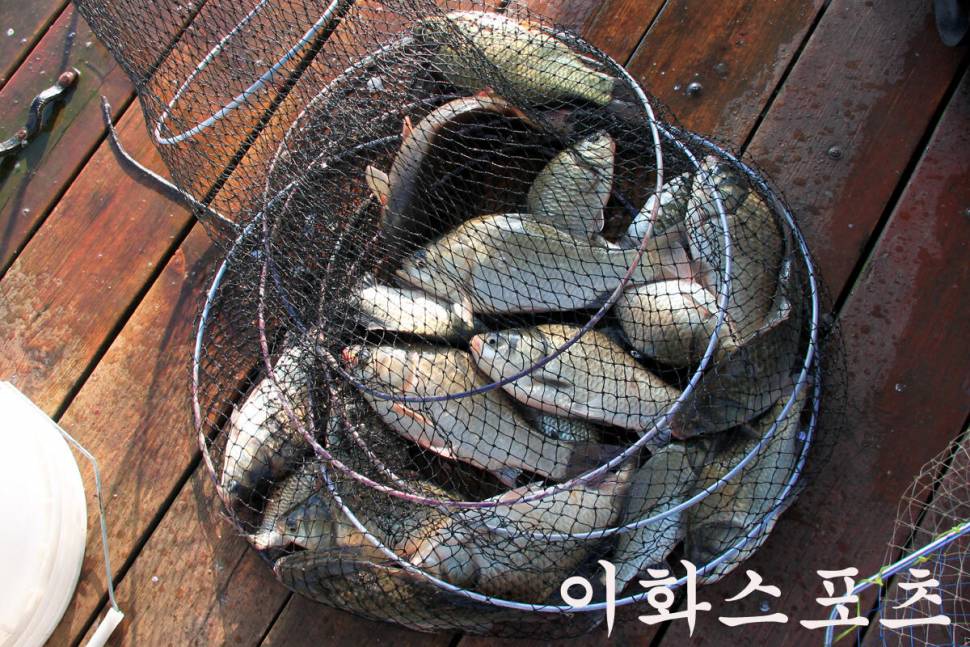 대박 맞지요 만정낚시터 (유료터정보 - 유료터조행기)