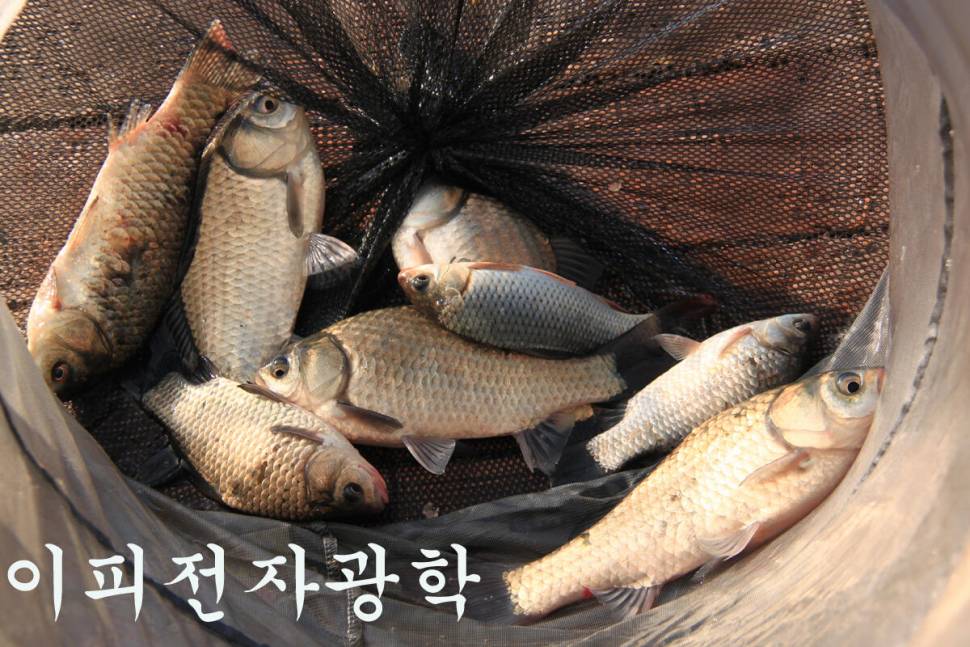기온이 떨어져도 만정낚시터 (유료터정보 - 유료터조행기)
