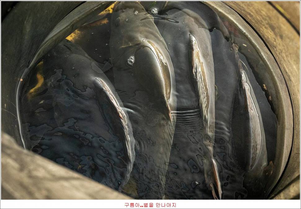봉 낚시터 조행기 (유료터정보 - 유료터조행기)