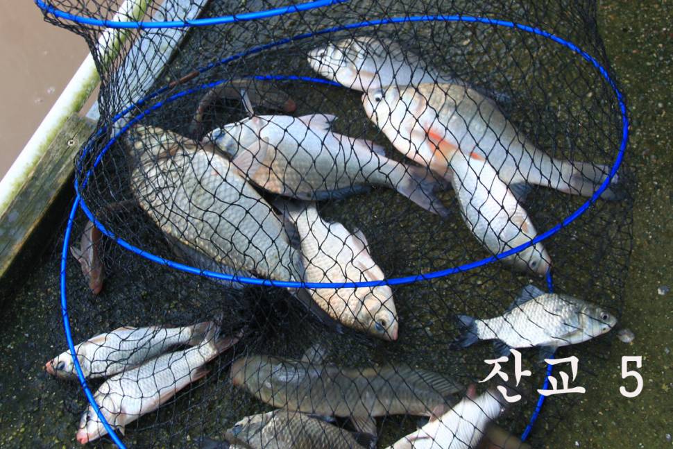 대박이네요 만정낚시터 (유료터정보 - 유료터조행기)