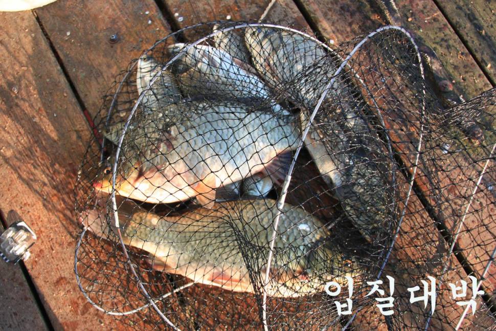 기온이 떨어져도 만정낚시터 (유료터정보 - 유료터조행기)