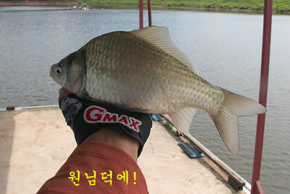 9월의 선물 만정낚시터 (유료터정보 - 유료터조행기)