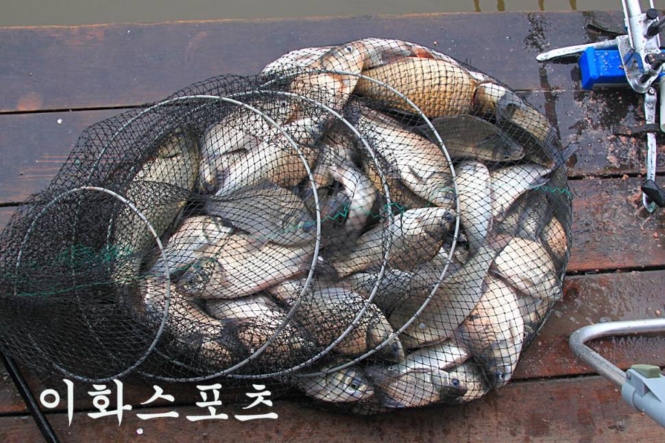 7주째 대박 행진 (유료터정보 - 유료터조행기)