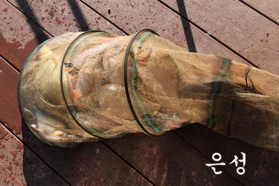 만정낚시터 4주째 대박 행진 (유료터정보 - 유료터조행기)