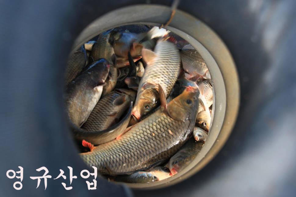 만정낚시터 4주째 대박 행진 (유료터정보 - 유료터조행기)