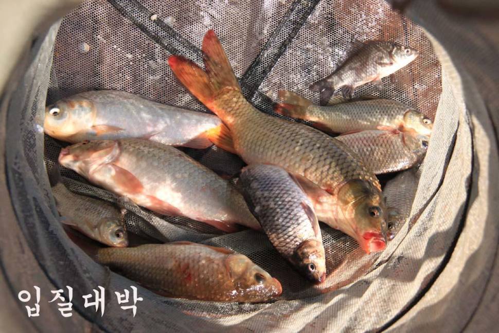 비가 왔어도 잘 나오네요 ― 만정낚시터 (유료터정보 - 유료터조행기)