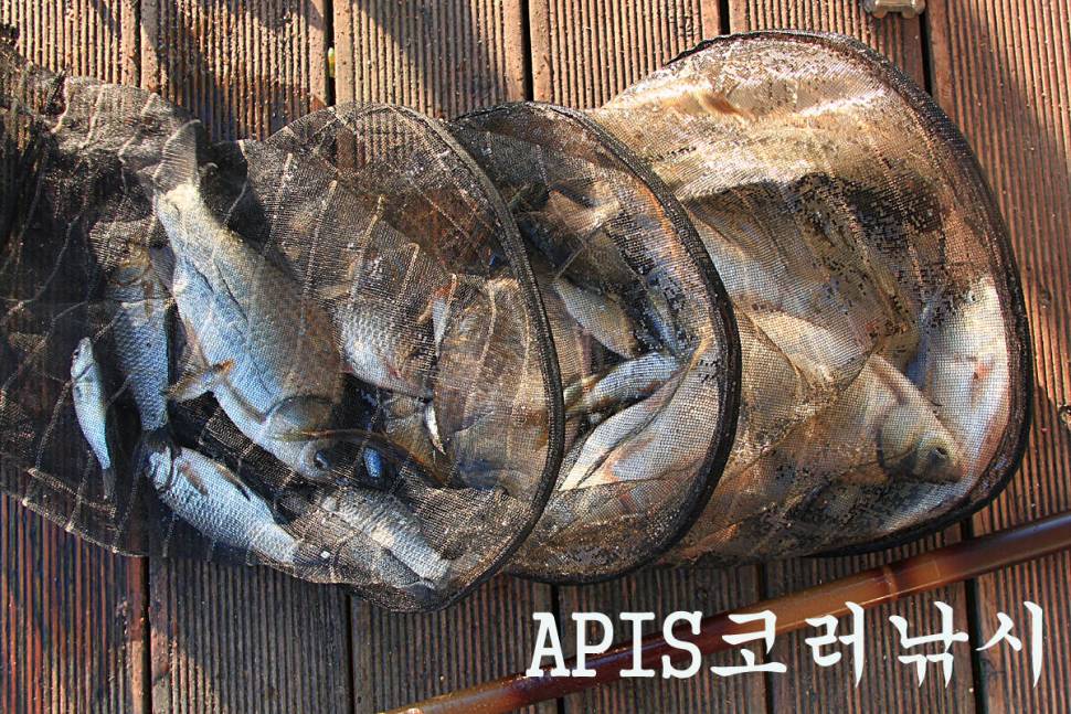 기온이 떨어져도 만정낚시터 (유료터정보 - 유료터조행기)