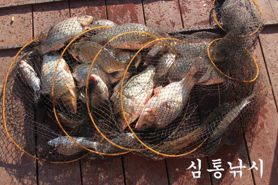 이번 주에도 대박 만정낚시터 (유료터정보 - 유료터조행기)