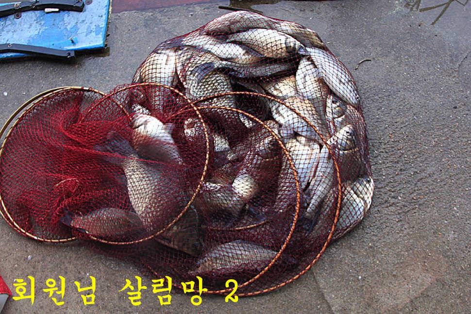 붕어들의 역습 만정낚시터 (유료터정보 - 유료터조행기)