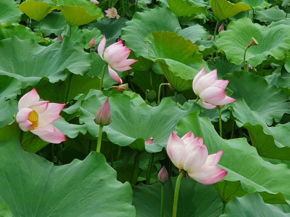 오산나그네의 짬낚시 조행기 (유료터정보 - 유료터조행기)
