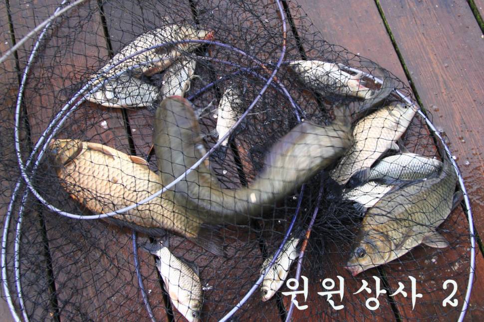 7주째 대박 행진 (유료터정보 - 유료터조행기)