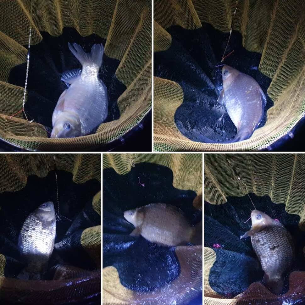 물낚시 시즌이 돌아온듯 (유료터정보 - 유료터조행기)