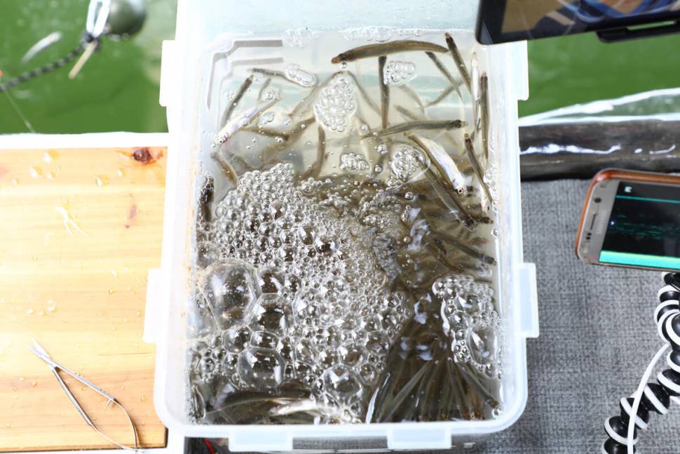 대단한 아이들 마둔낚시터 빙어 낚시 (유료터정보 - 유료터조행기)