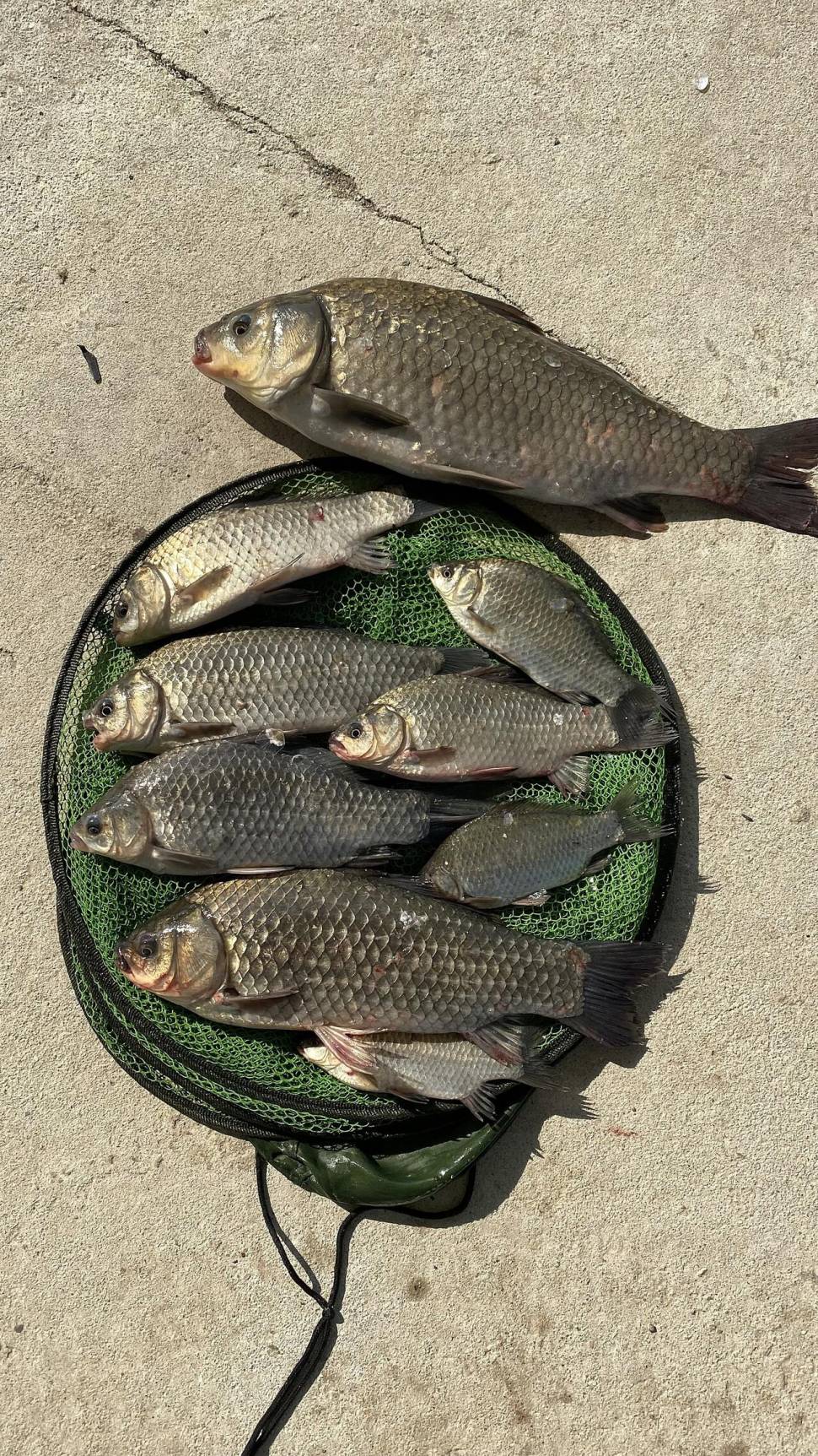 잔잔한손맛 묵직한손맛 그리고 화끈한손맛 안성 용설지 (유료터정보 - 유료터조행기)