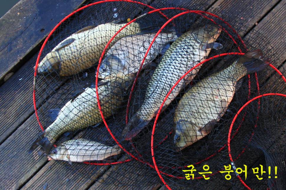 입동에 찾아 온 대박 (유료터정보 - 유료터조행기)