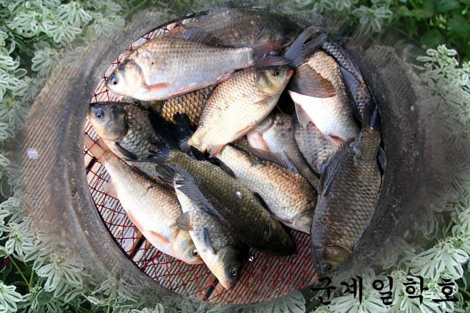 6월 7일 만정낚시터에선 (유료터정보 - 유료터조행기)