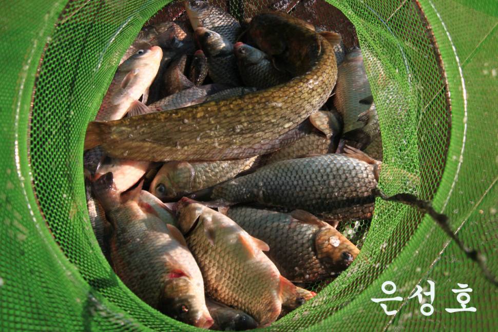 이번 주에도 대박 만정낚시터 (유료터정보 - 유료터조행기)