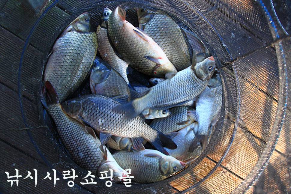 기온이 떨어져도 만정낚시터 (유료터정보 - 유료터조행기)