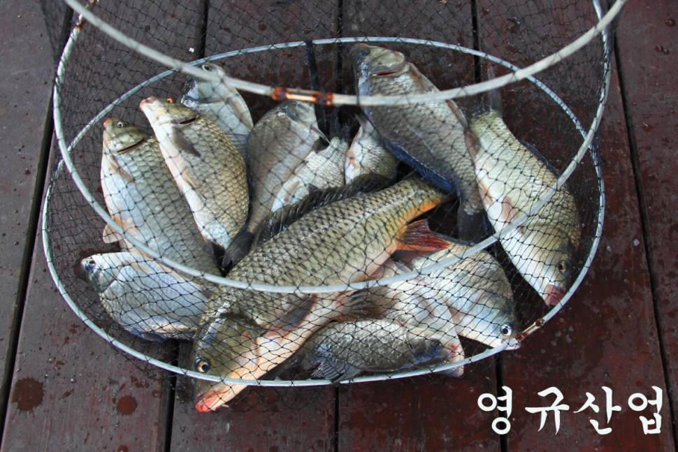 이번 주에도 대박 만정낚시터 (유료터정보 - 유료터조행기)
