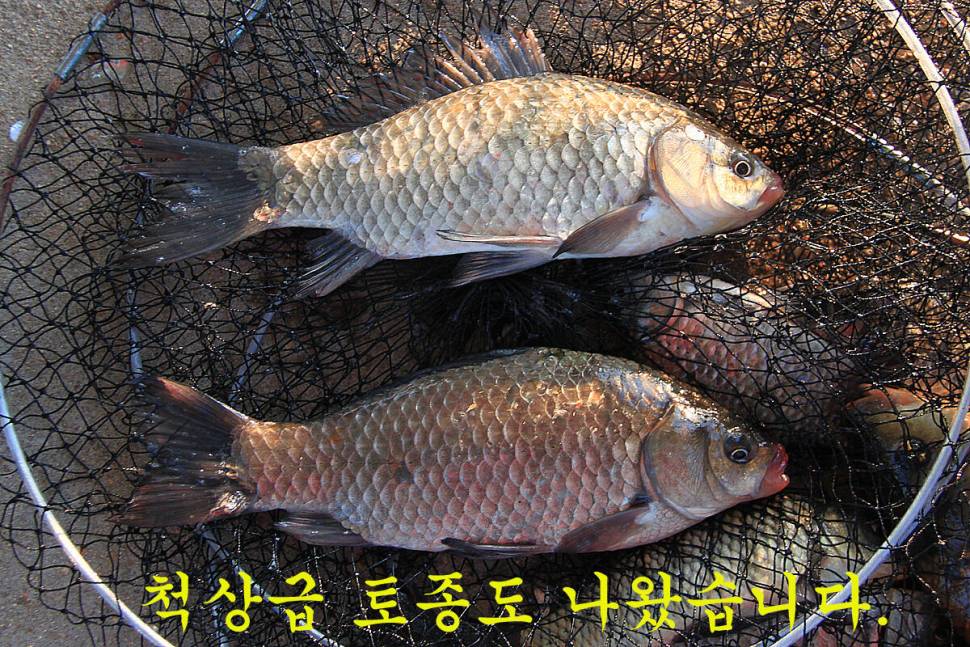 입동에 찾아 온 대박 (유료터정보 - 유료터조행기)