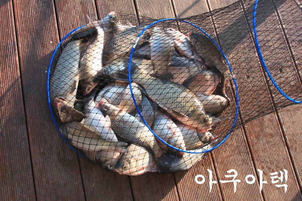 아침 안개 만정낚시터 (유료터정보 - 유료터조행기)