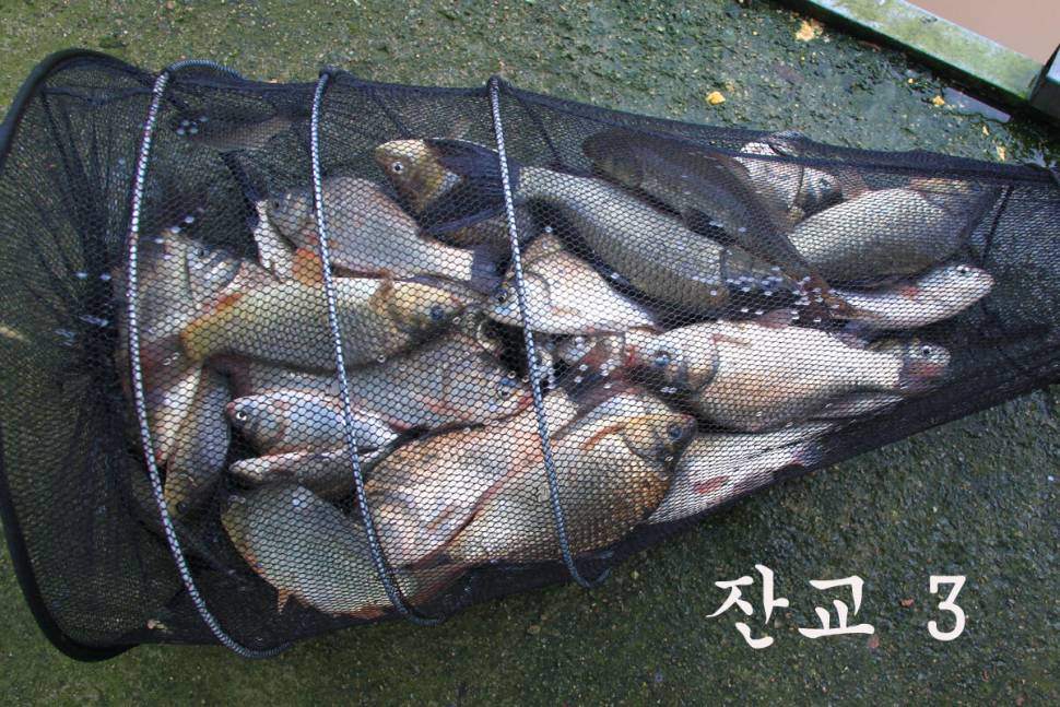 대박이네요 만정낚시터 (유료터정보 - 유료터조행기)
