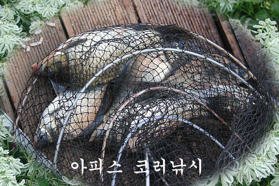 전층愛 빠지다 만정낚시터 (유료터정보 - 유료터조행기)
