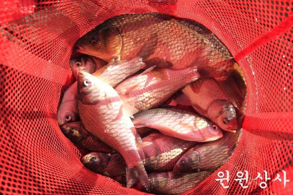 비가 왔어도 잘 나오네요 ― 만정낚시터 (유료터정보 - 유료터조행기)