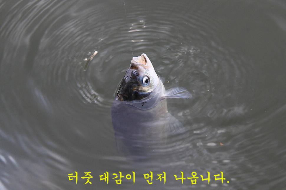 새 붕어 입질 굿 (유료터정보 - 유료터조행기)