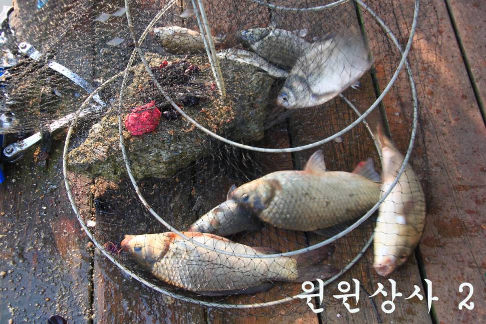 즐거운 추석 보내세요 만정낚시터 (유료터정보 - 유료터조행기)