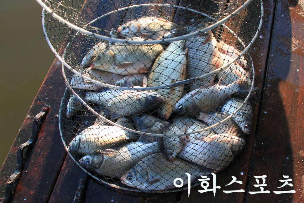 기온이 떨어져도 만정낚시터 (유료터정보 - 유료터조행기)