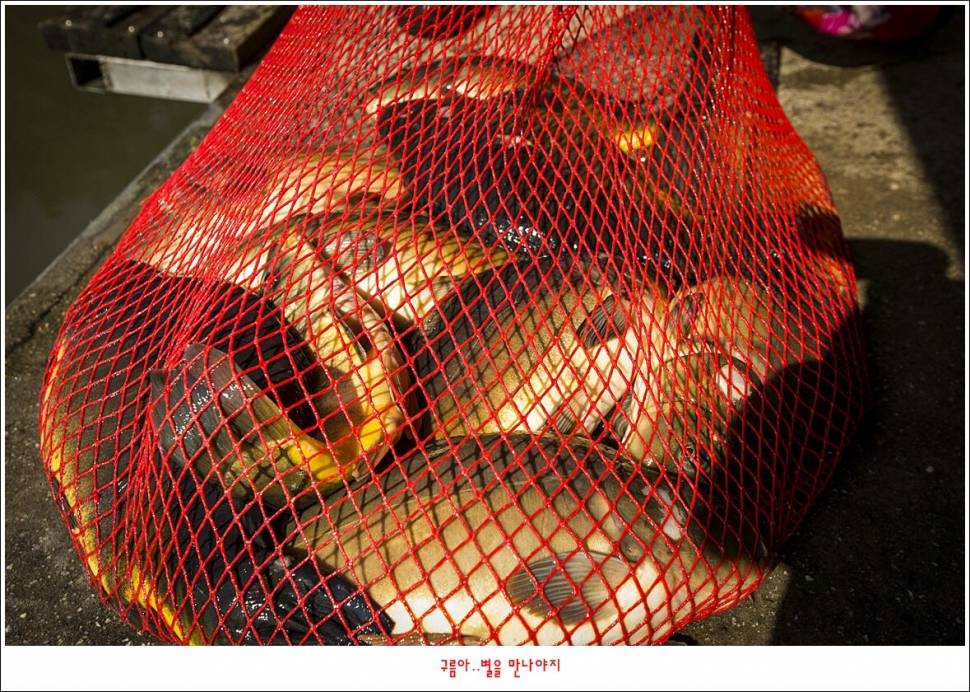 봉 낚시터 (유료터정보 - 유료터조행기)
