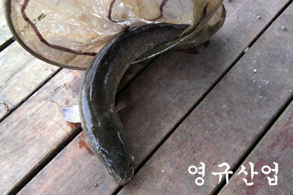 축하합니다 만정낚시터 (유료터정보 - 유료터조행기)