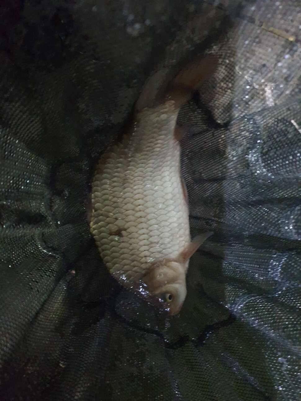 주말에 못본 손맛을 주중에삼하하우스 (유료터정보 - 유료터조행기)