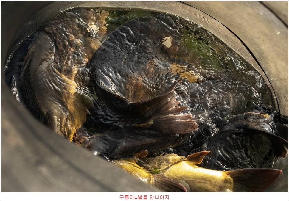 봉 낚시터 조행기 (유료터정보 - 유료터조행기)