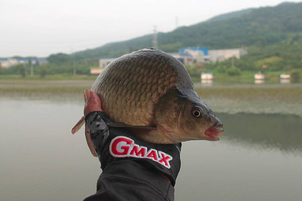진한 손맛 신봉낚시터 (유료터정보 - 유료터조행기)