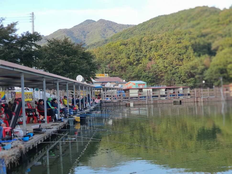 미국 출장전 동교낚시터 조행기 (유료터정보 - 유료터조행기)