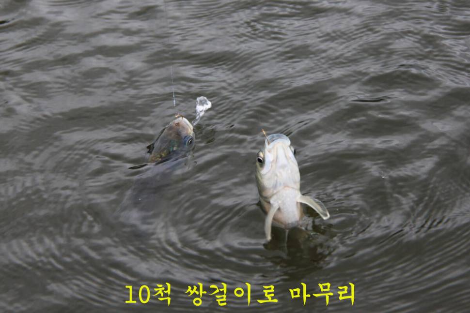 16척 마둔낚시터 (유료터정보 - 유료터조행기)