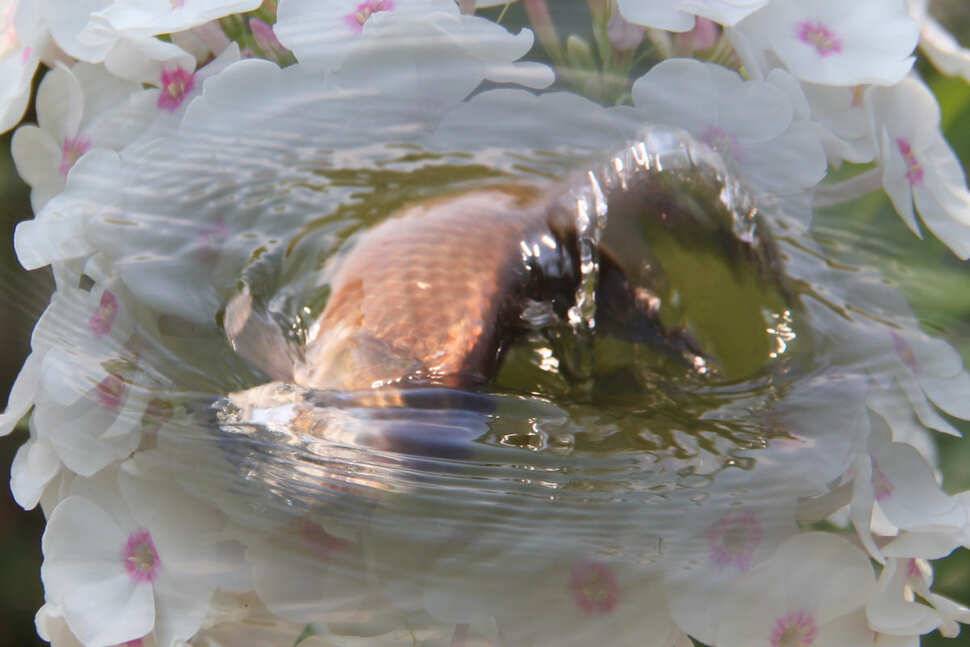 15척이 메인이네요 마둔낚시터 (유료터정보 - 유료터조행기)